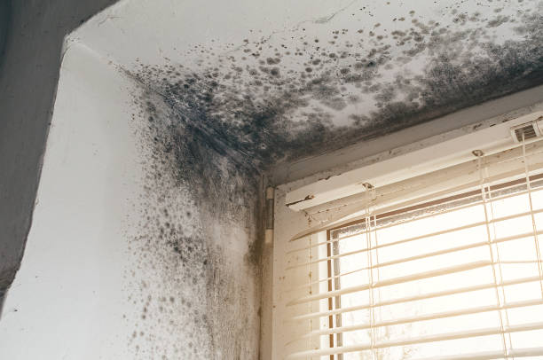Affordable Mold Cleanup solutions in Beaverton, OR